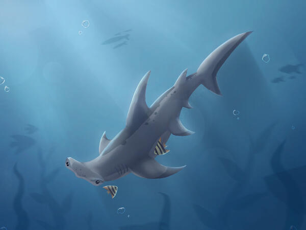 Hambu the Hammerhead Shark